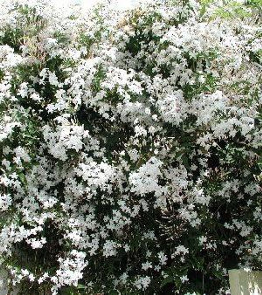 Jasminum officinale - jazmín 50-60 cm v kvetináči Obrázok produktu 