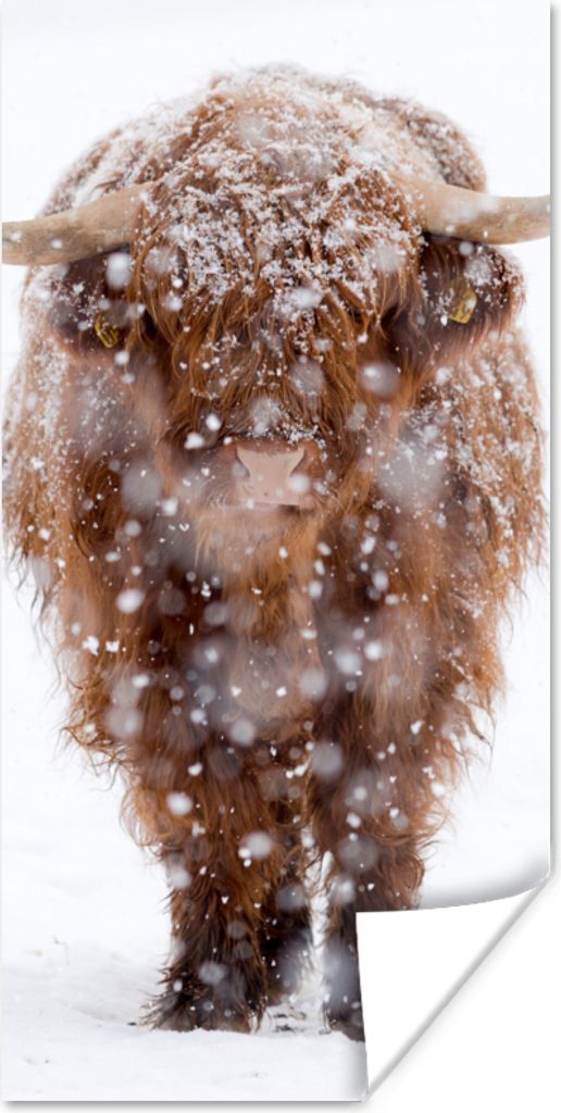 MuchoWow Poster Schottischer Highlander - Kuh - Schnee 75x150 cm - Dekoration für die Wände
