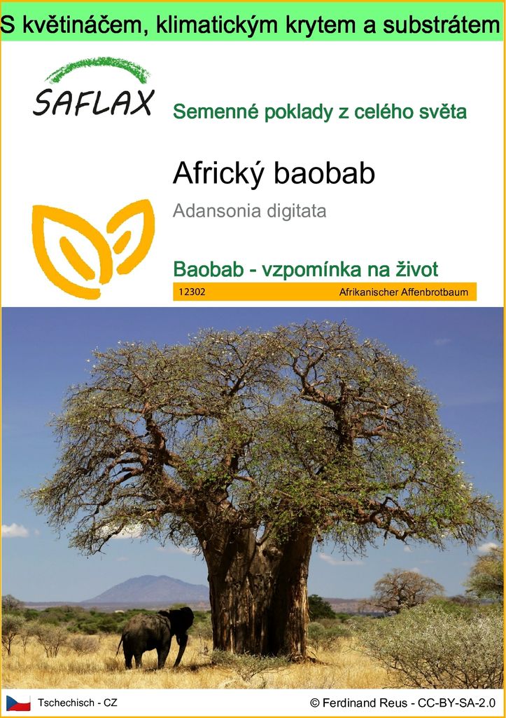 SAFLAX Garden to go - Africký baobab - Adansonia digitata - Obrázek produktu 
