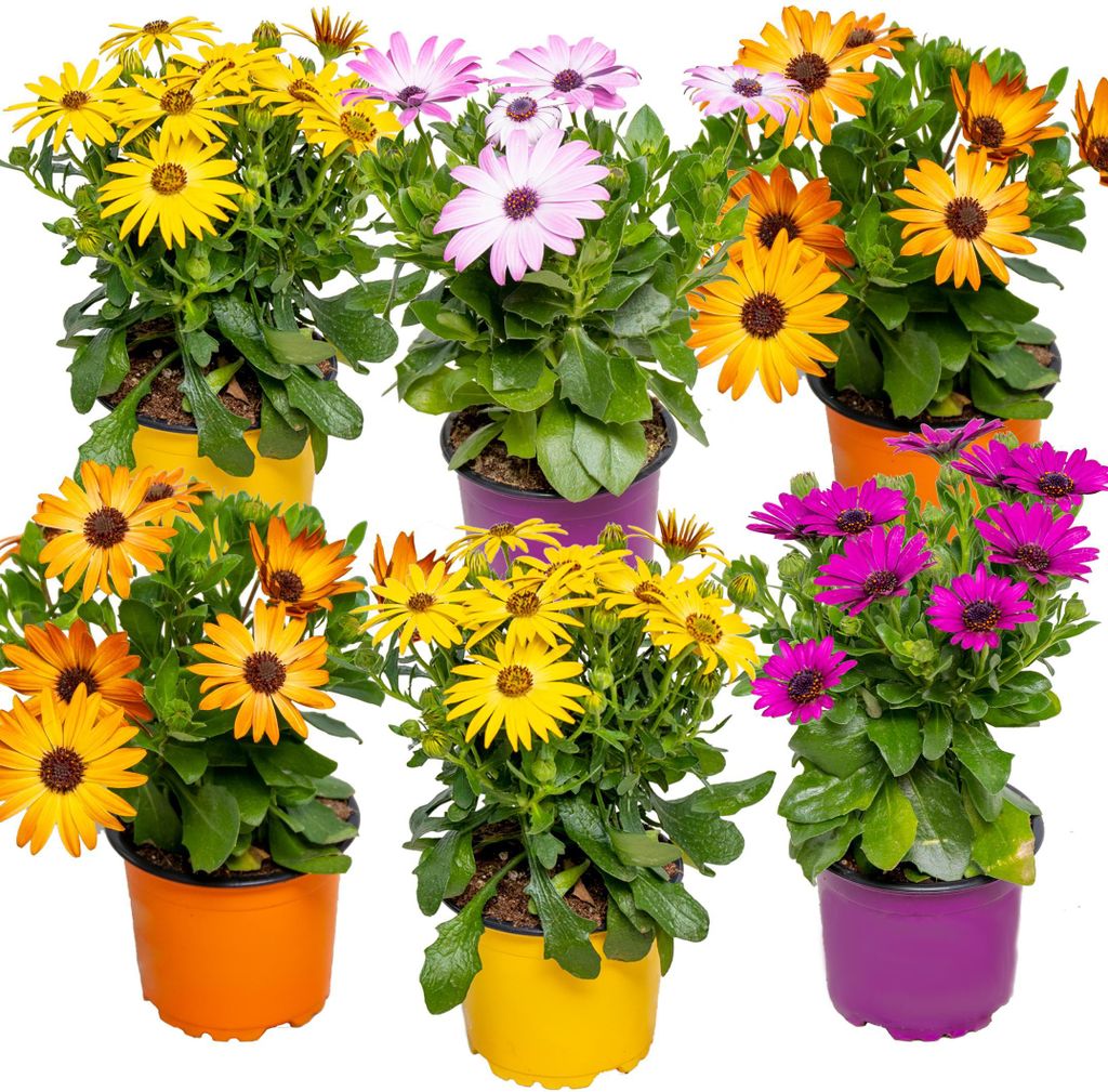 Bloomique - 6er-Mix - Osteospermum - Spanisches Gänseblümchen - Farb-Mix - Gartenpflanzen - Beetpflanzen - 15-20 cm Hoch - Topf 10,5 cm