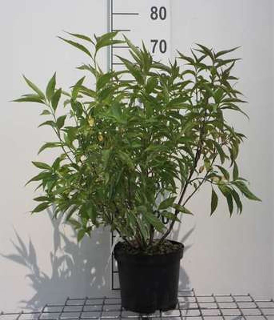 Elsholtzia stauntonii - Andenstrauch 30- 40 cm Container