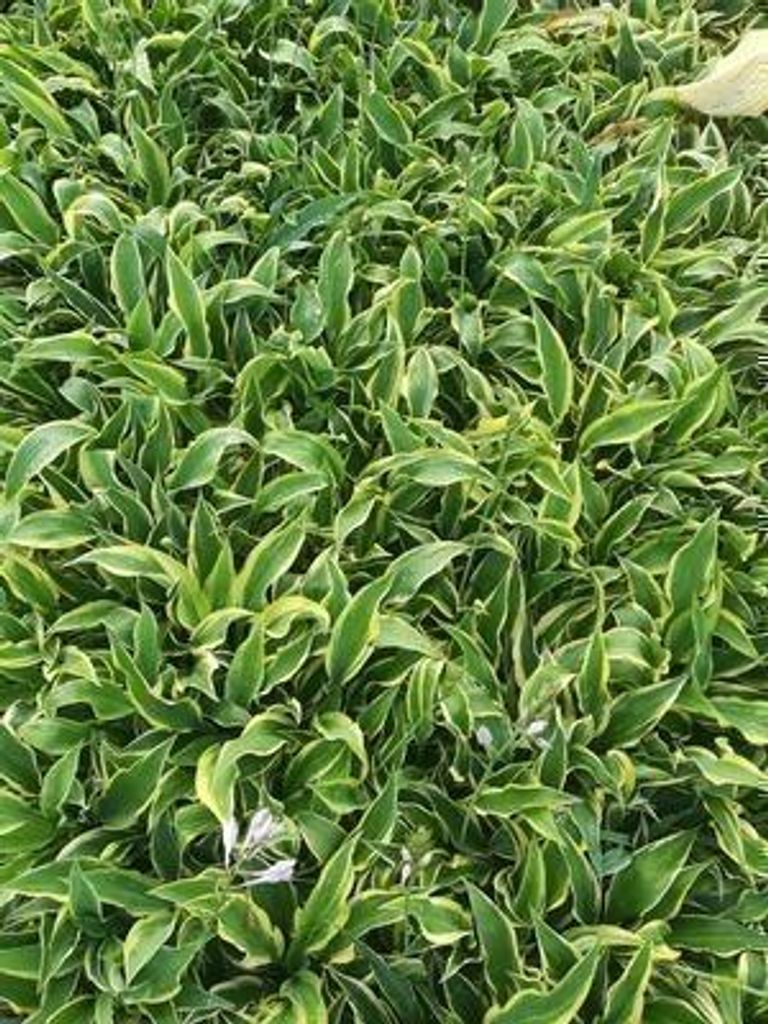 6 x Hosta hybr. 'Wolverine' - Hosta - Topf 9 x 9 cm