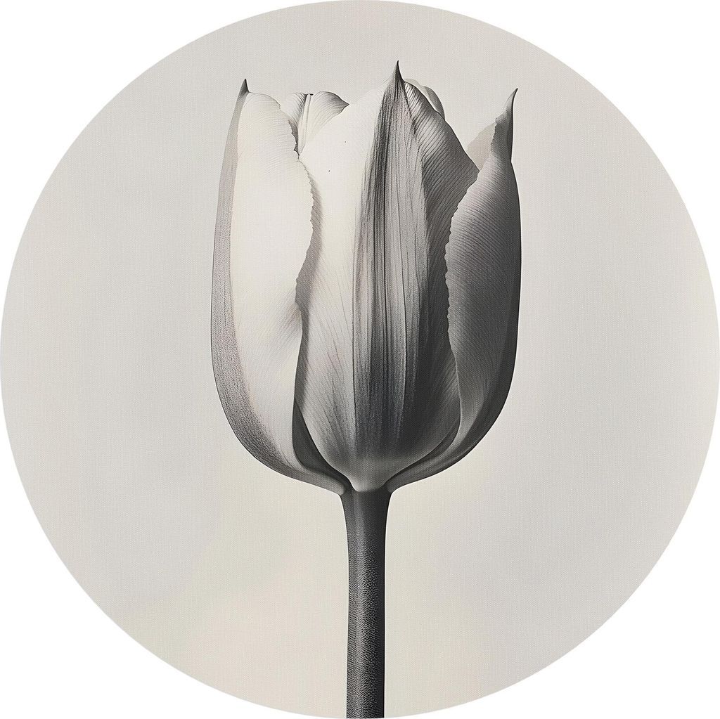 DEQORI Fototapete rund Ø 100 cm 'Die stille Tulpe' Wand Tapete Leinwand Sticker