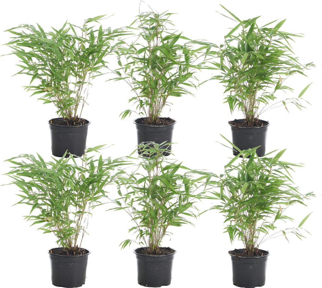 Bloomique - 6er Set - Fargesia Rufa - Bambus Pflanze - Gartenpflanze - Balkonpflanzen - Winterhart - Nicht Invasiv - Höhe 10-20 cm - Topf 10 cm