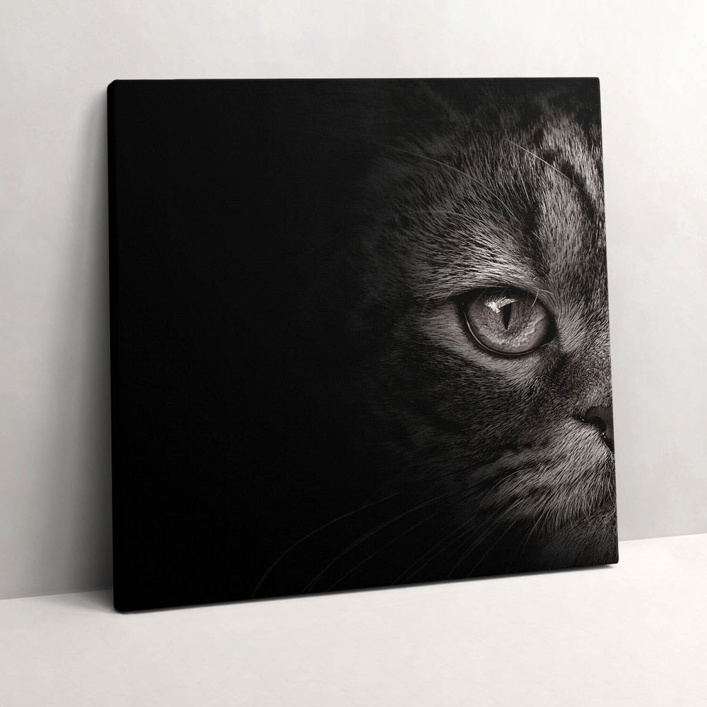 Scottish cat pet – Leinwandbild Wandbild – 60x60 cm – Leinwandbilder – Wandbilder – Schlafzimmer – Flur