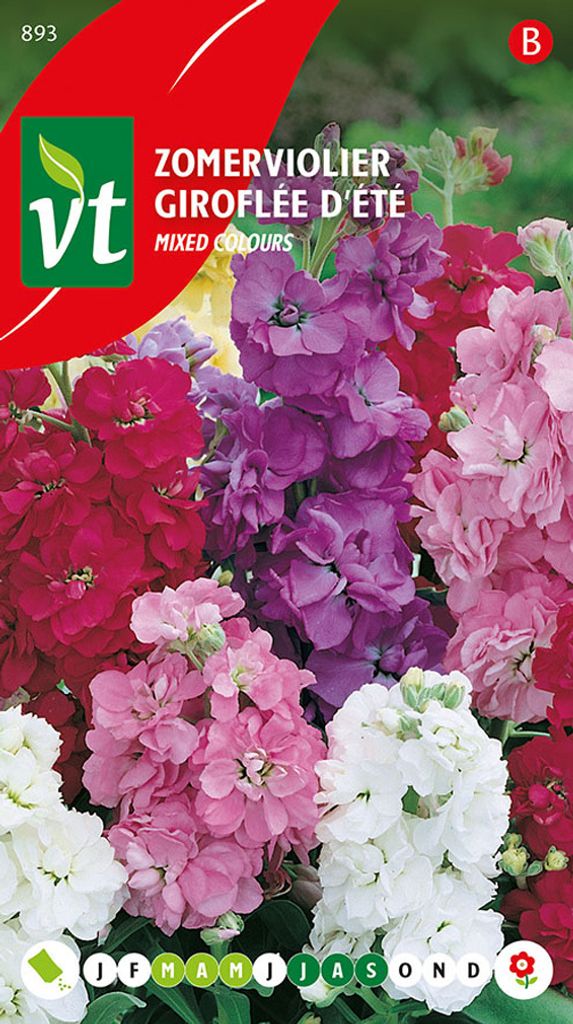 Giroflee D'Ete Varie Samen - Ca. 0,75 gr | VT_893 Produktbild 