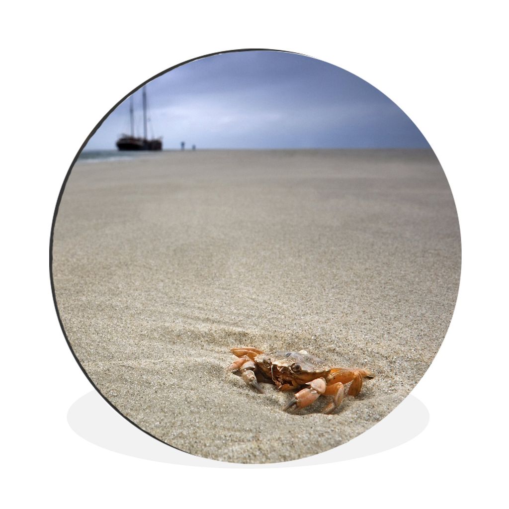MuchoWow Aluminium Wandkreis Eine Krabbe am Strand der niederländischen Insel Terschelling Ø 90 cm Wanddeko Modern Wohnzimmer - Mauerkreis - Wa...