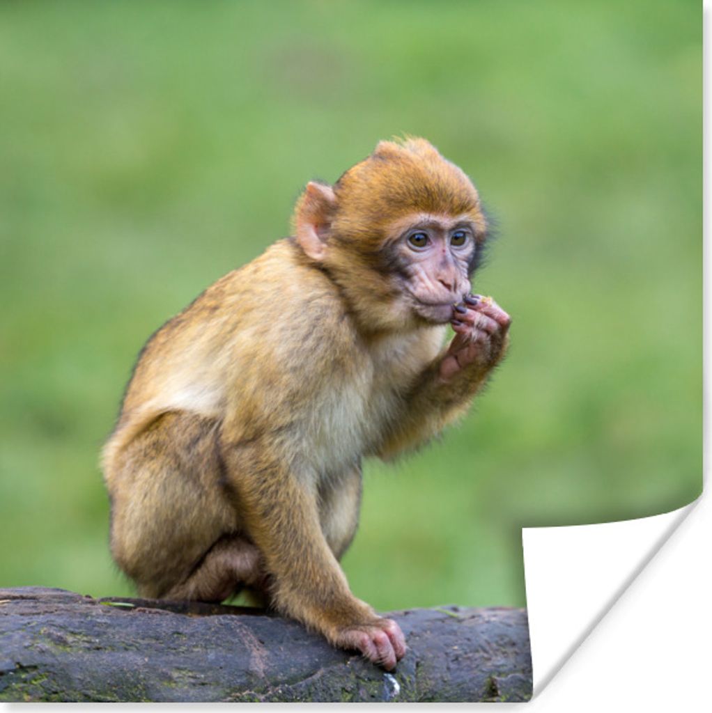 MuchoWow Poster Affe - Zweig - Natur - Tiere 50x50 cm - Wohnzimmerdekoration