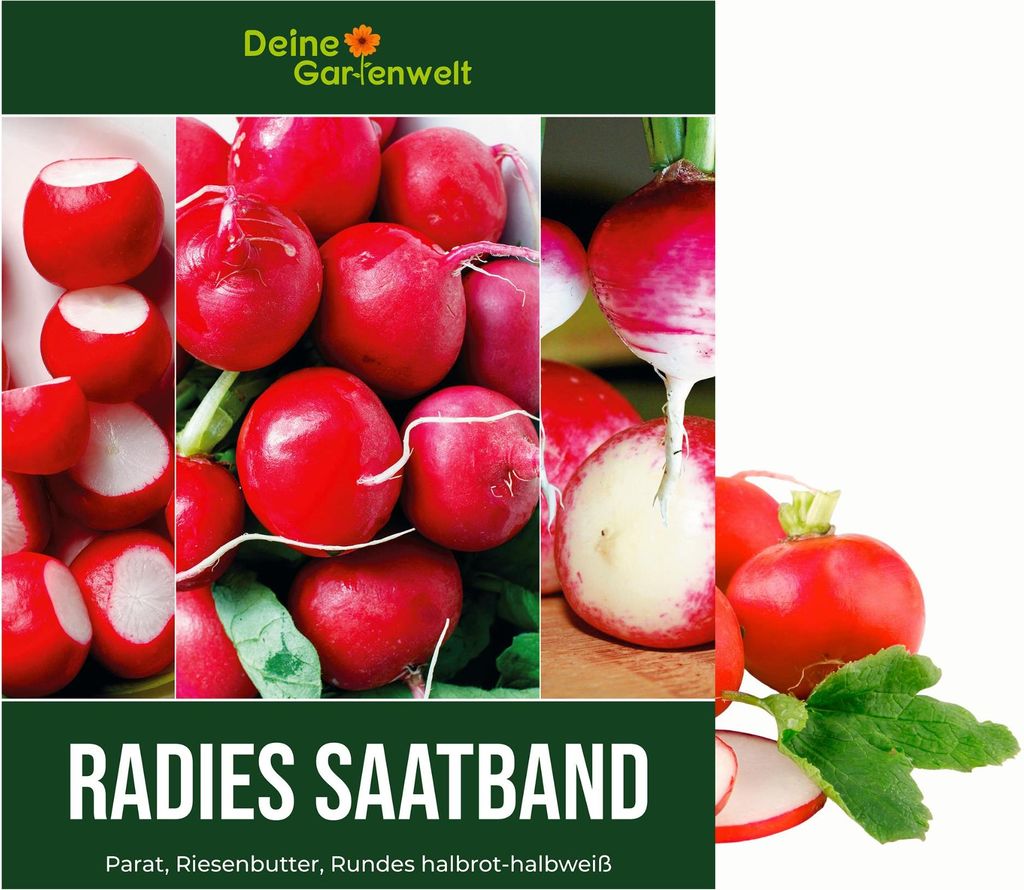 Saatband Radies 5 m mit 3 Sorten: Parat, Riesenbutter und Produktbild 