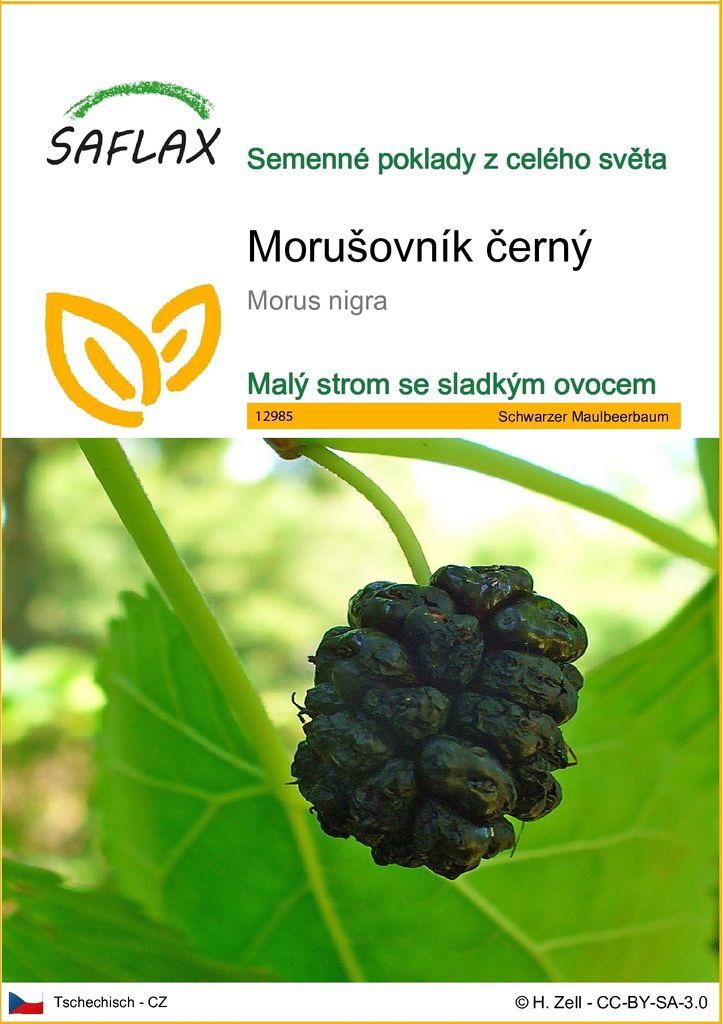 SAFLAX - Morušovník černý - Morus nigra - 200 Semena Obrázek produktu 