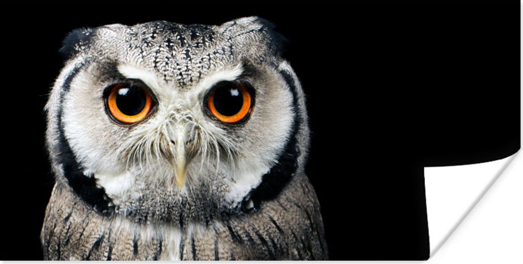 MuchoWow Poster Nahaufnahme Eule 80x40 cm - Wanddeko