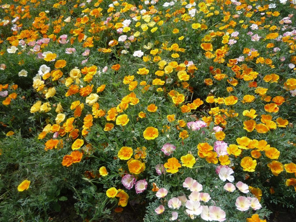 1000 Samen Bunte Goldmohn Mischung (Eschscholzia Produktbild 