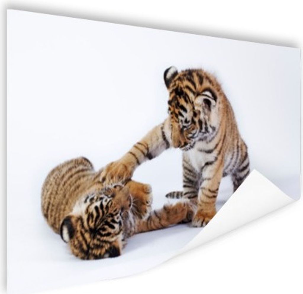 MuchoWow Poster Tiger - Jungtier - Weiß 90x60 cm - Schlafzimmer
