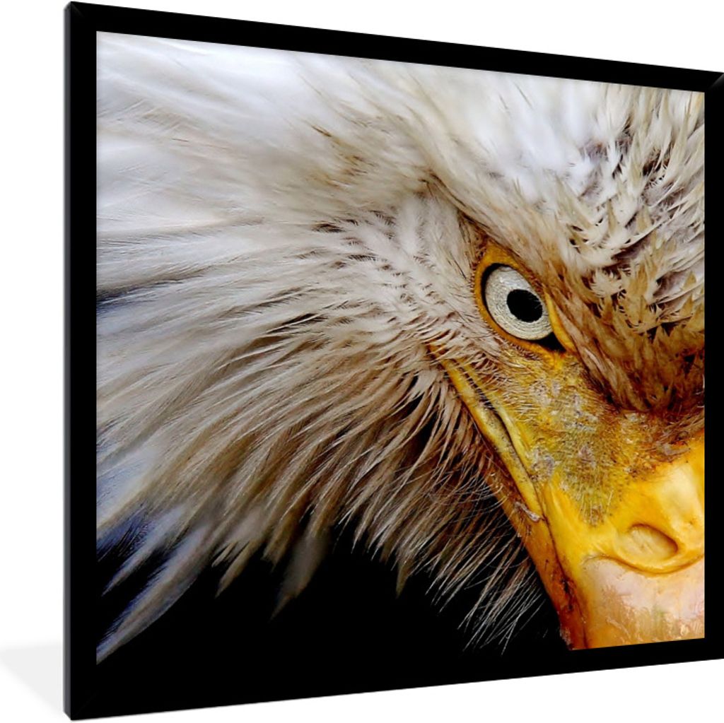 MuchoWow Gerahmtes Poster Vogel - Auge - Schnabel 40x40 cm - Poster mit Schwarzem Bilderrahmen Wandposter Rahmen Foto Bilder - Mit Rahmen - Wandd...