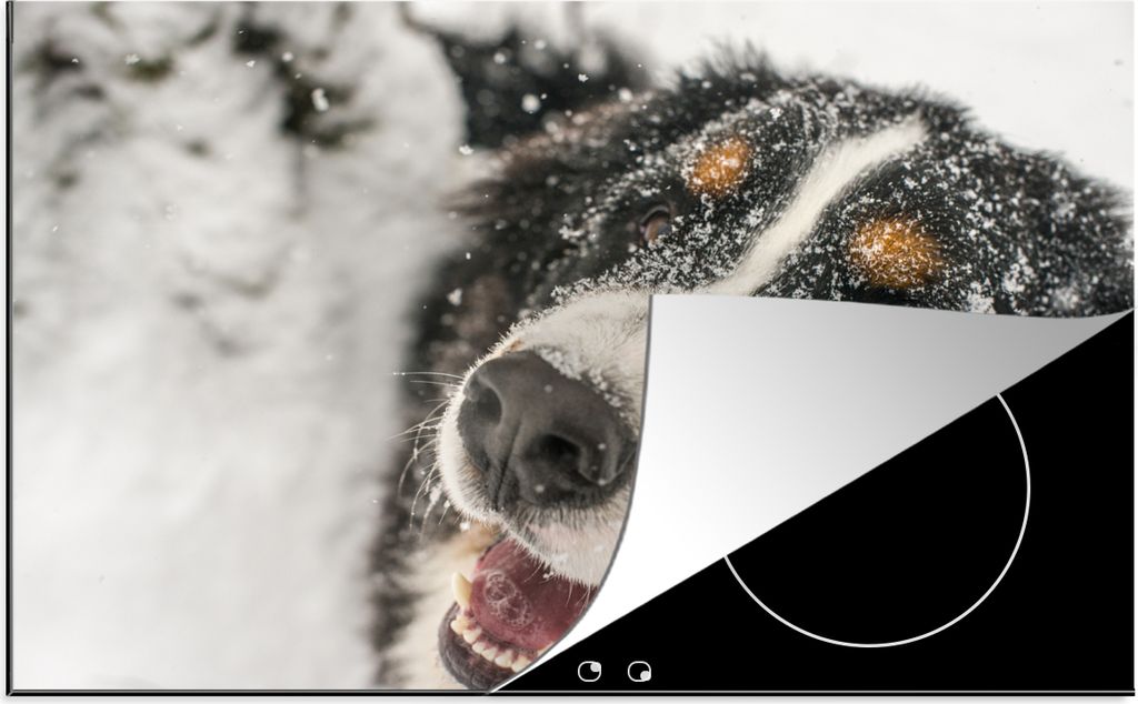 KitchenYeah Herdabdeckplatte Ein Berner Sennenhund unter dem Schnee , 81x52cm, Küche Deko, Glaskeramikfeld Herdabdeckung, Abdeckplatte fùr Koch...