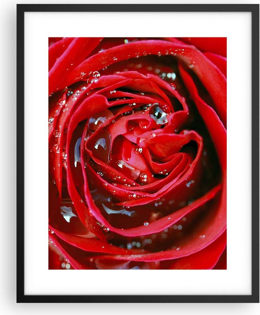 Gerahmtes Poster - Schwarzer Rahmen - Rose Blume Produktbild 