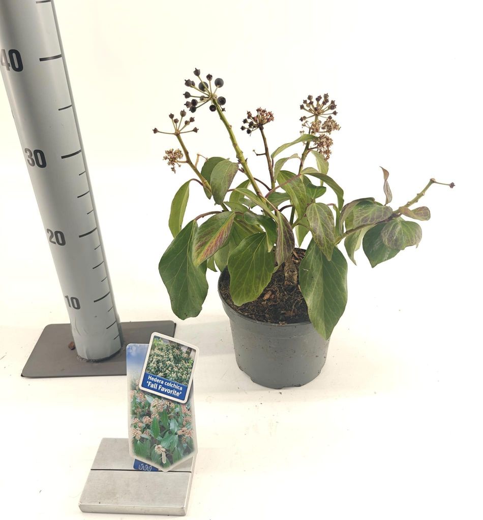 Hedera colchica 'Fall Favourite' - Efeu | 20-25 cm im Topf