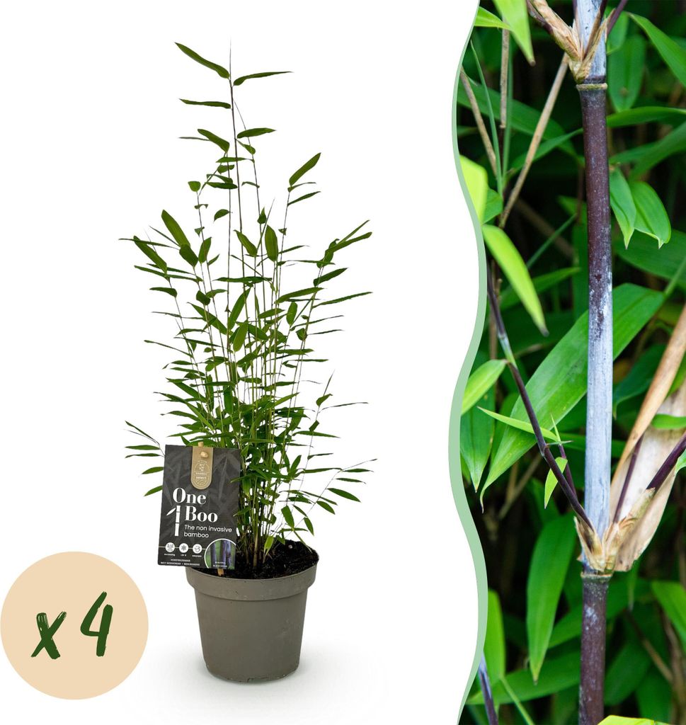 Bambus Fargesia Black Dragon – Immergrün – 4 Pflanzen – Nicht ausbreitend – Schwarze Stämme – Für Hecke, Garten & Terrasse – Ø14cm ...