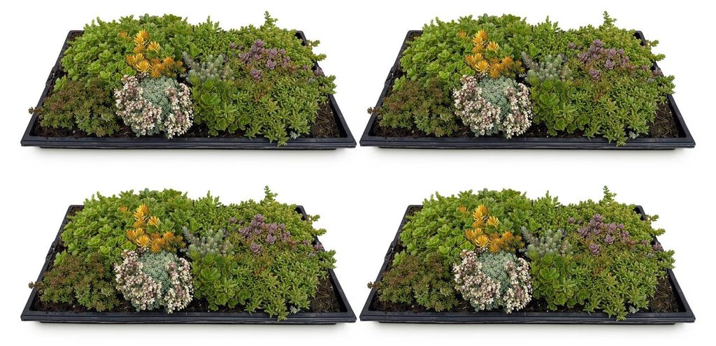GreenboutiQ - Bodendecker - Winterhart - Sedummatte - Produktbild 