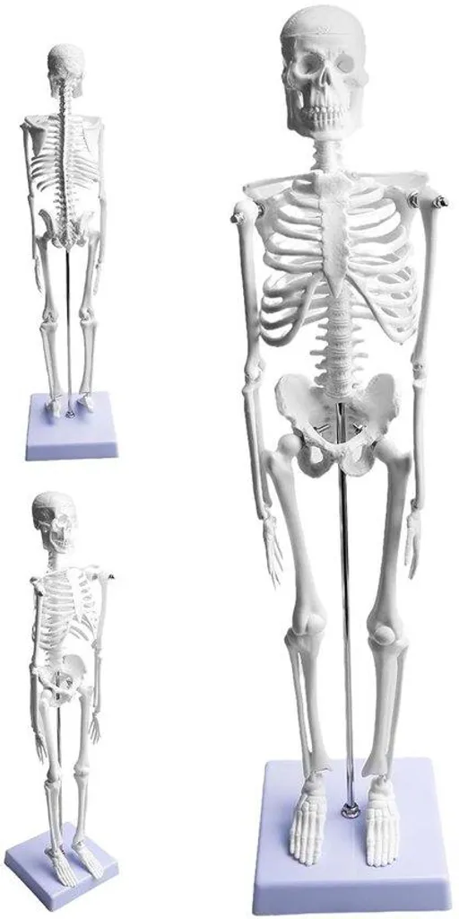 Squelette 45cm Anatomique PVC - Outil Détaillé Études Médicales