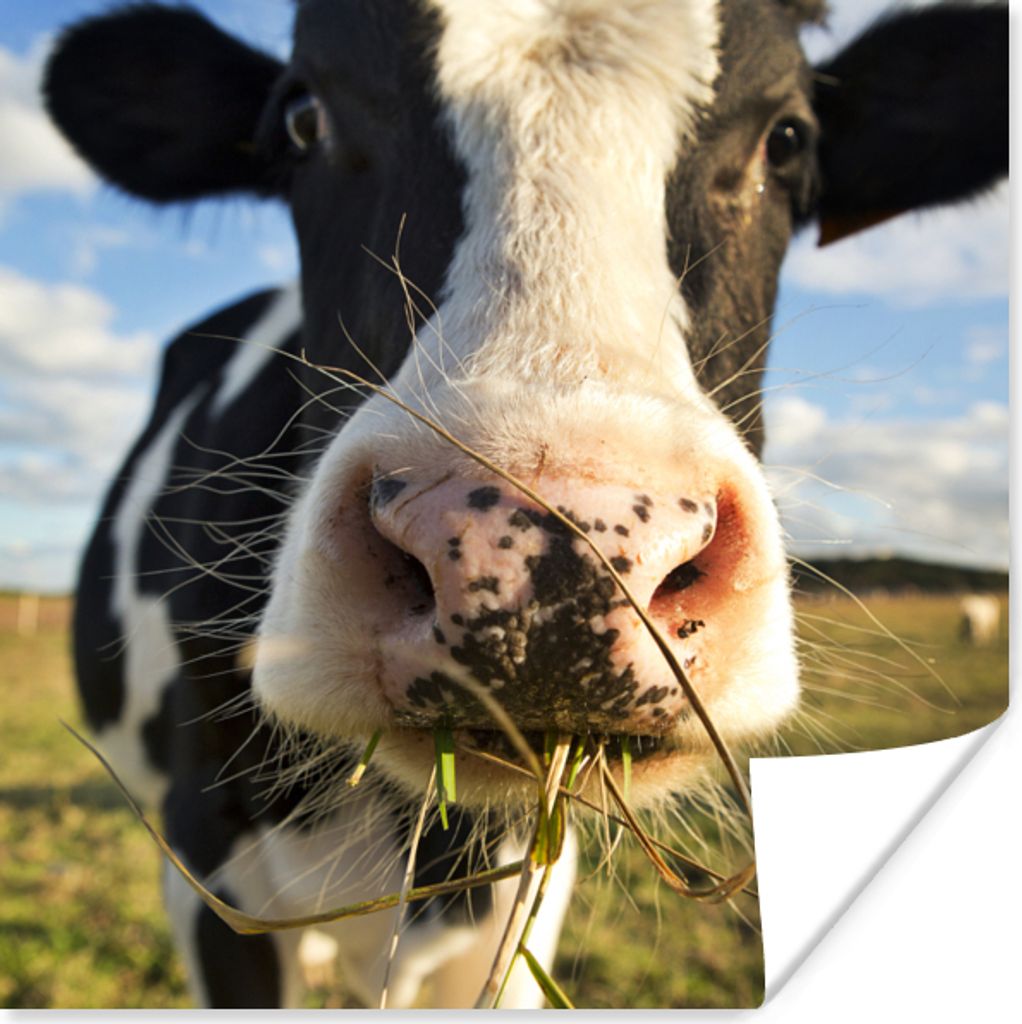 MuchoWow Poster Kuh - Licht - Gras 100x100 cm - Babyzimmer