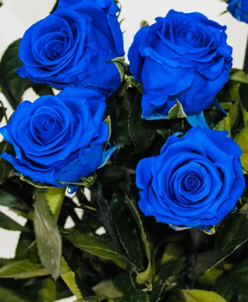 100 pièces Graines Rare Bleu Rose Balcon Jardin Pot Rose Image du produit 
