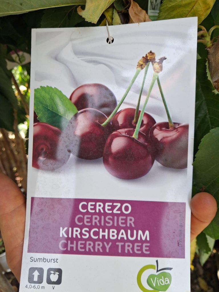 Süßkirsche 'Sunburst' selbstfruchtend – Prunus avium – ca. 160–200 cm inkl. Topf – Kirschbaum mit Stammhöhe ca. 100 cm