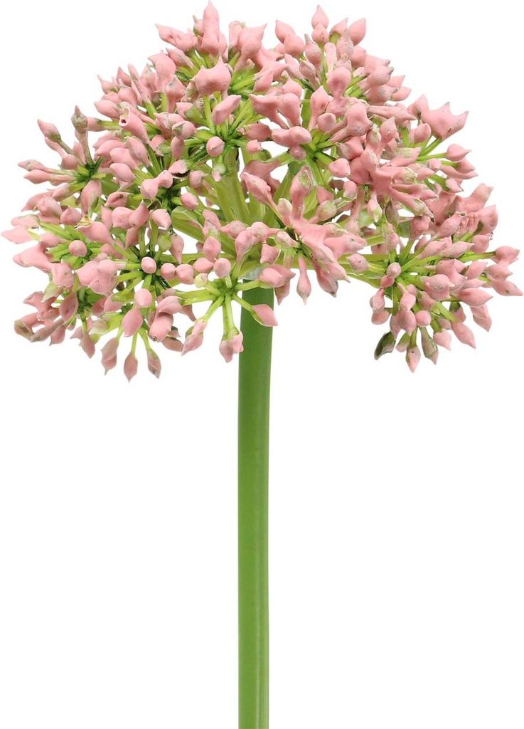 Dekoblume Allium für elegante Tischdeko und Gestecke