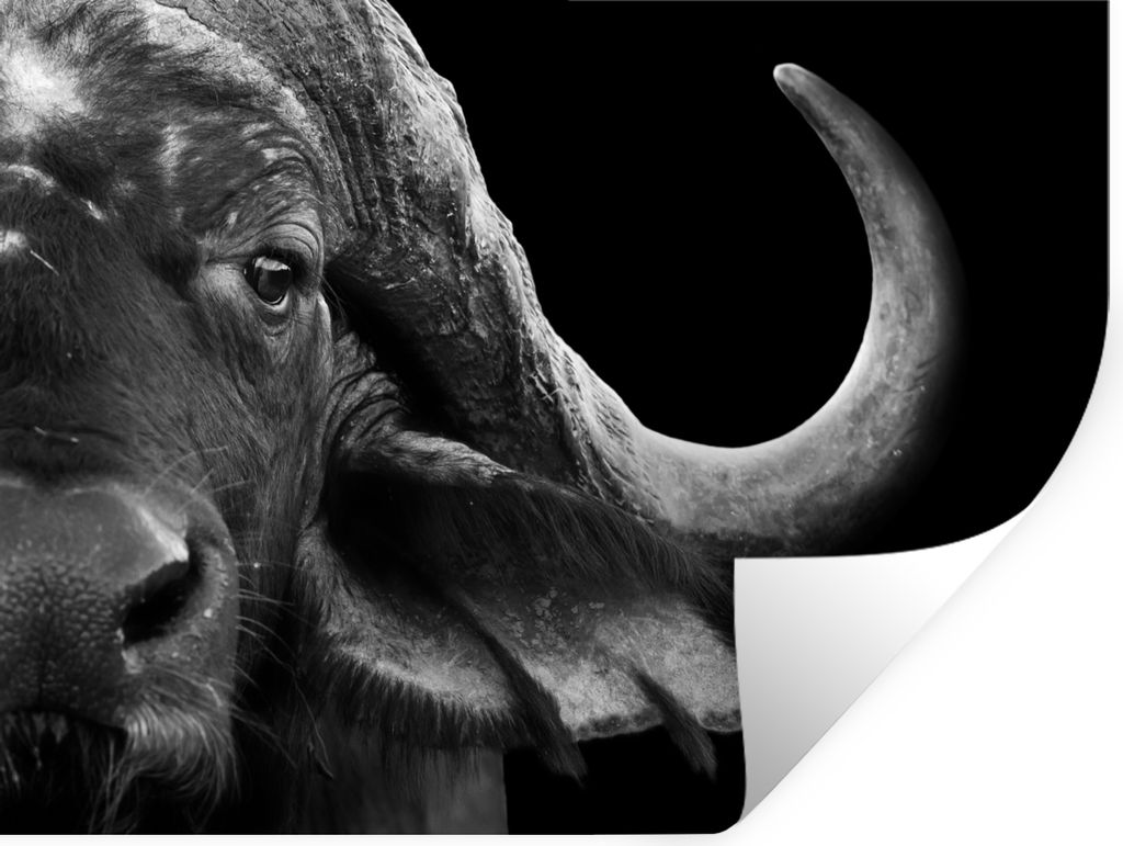 MuchoWow Wandtattoo Wandsticker Wandaufkleber Büffel - Tiere - Schwarz - Weiß 120x90 cm Selbstklebend und Repositionierbar - Aufkleber