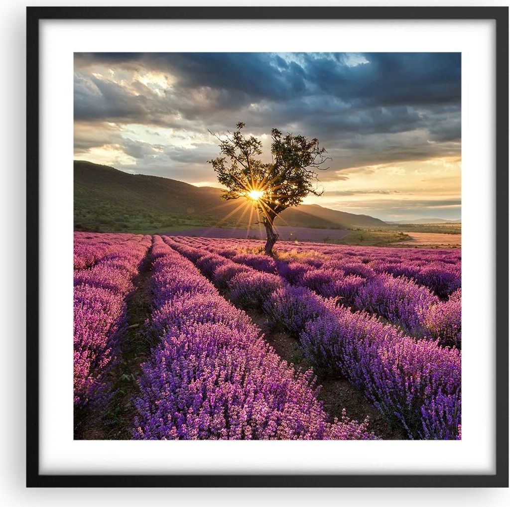 Gerahmtes Poster - Schwarzer Rahmen - Lavendel Berge Feld - 50x50 cm - Wand Bild - Wanddeko - Wandbilder - Kunstposter - Wandposter - Bilderrahmen ...