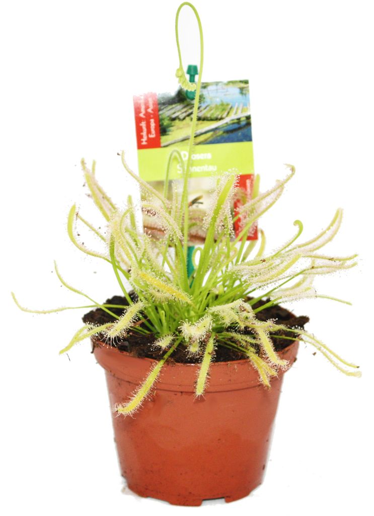 Sonnentau - Drosera capensis - 9cm Topf Obrázek produktu 