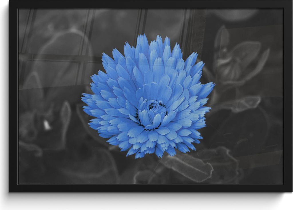 MuchoWow MuchoWow Gerahmtes Poster Blumen - Schwarz - Weiß - Blau 60x40 cm - Poster mit zchwarzem Bilderrahmen - Printing - Wanddeko Schlafzimmer
