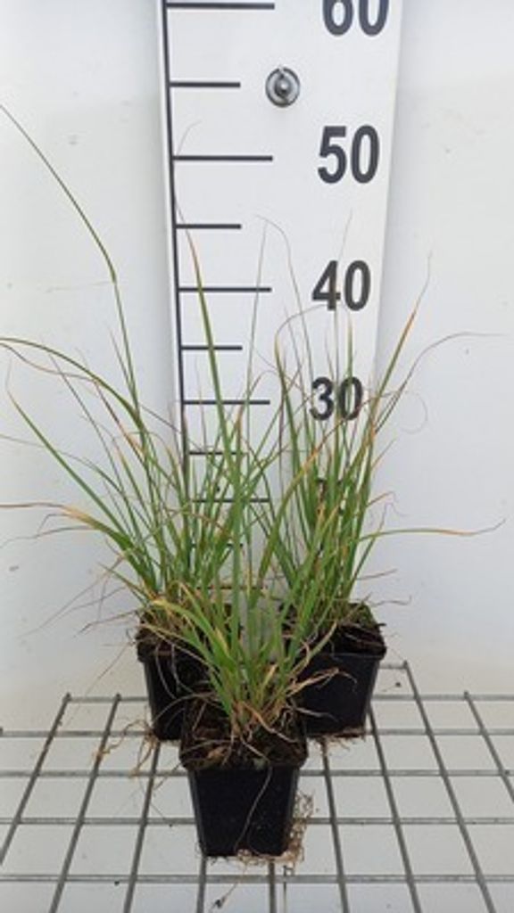 6 x Muhlenbergia rigens - Pfeifengras - Topf 9 x 9 cm