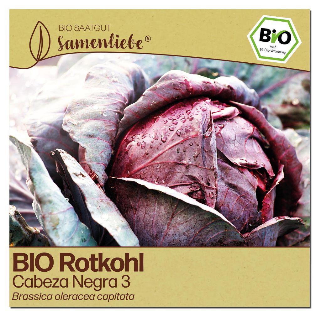 Samenliebe  Kohl Samen | Cabeza Negra 3 - winterhart & Produktbild 