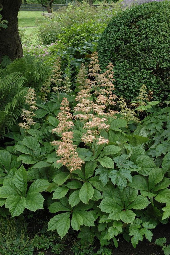 Rodgersia aesculifolia, Schaublatt, ca. 11x11 cm Topf Produktbild 
