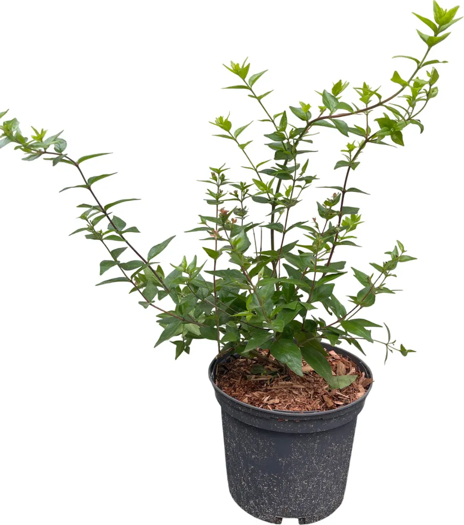 Abelia grand. Raspberry Profusion - Floraison longue durée rose 30 cm