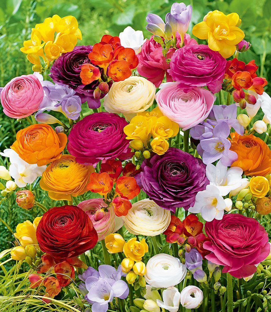 BALDUR Garten 35er Freesien- & Ranunkel-Mix Butterfly Produktbild 