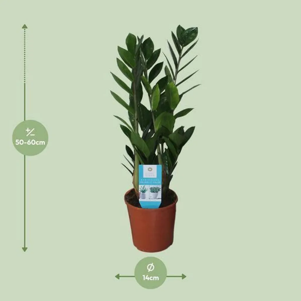 Zamioculcas zamiifolia Ø 14 cm Plante verte d'intérieur hauteur 55 cm