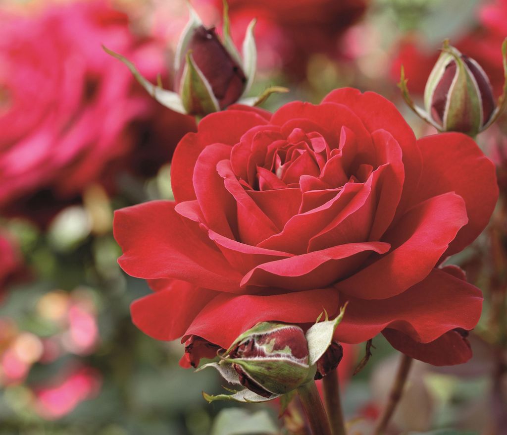 Dehner Rose Edelrose Störtebeker®, Züchter Tantau, rote Produktbild 