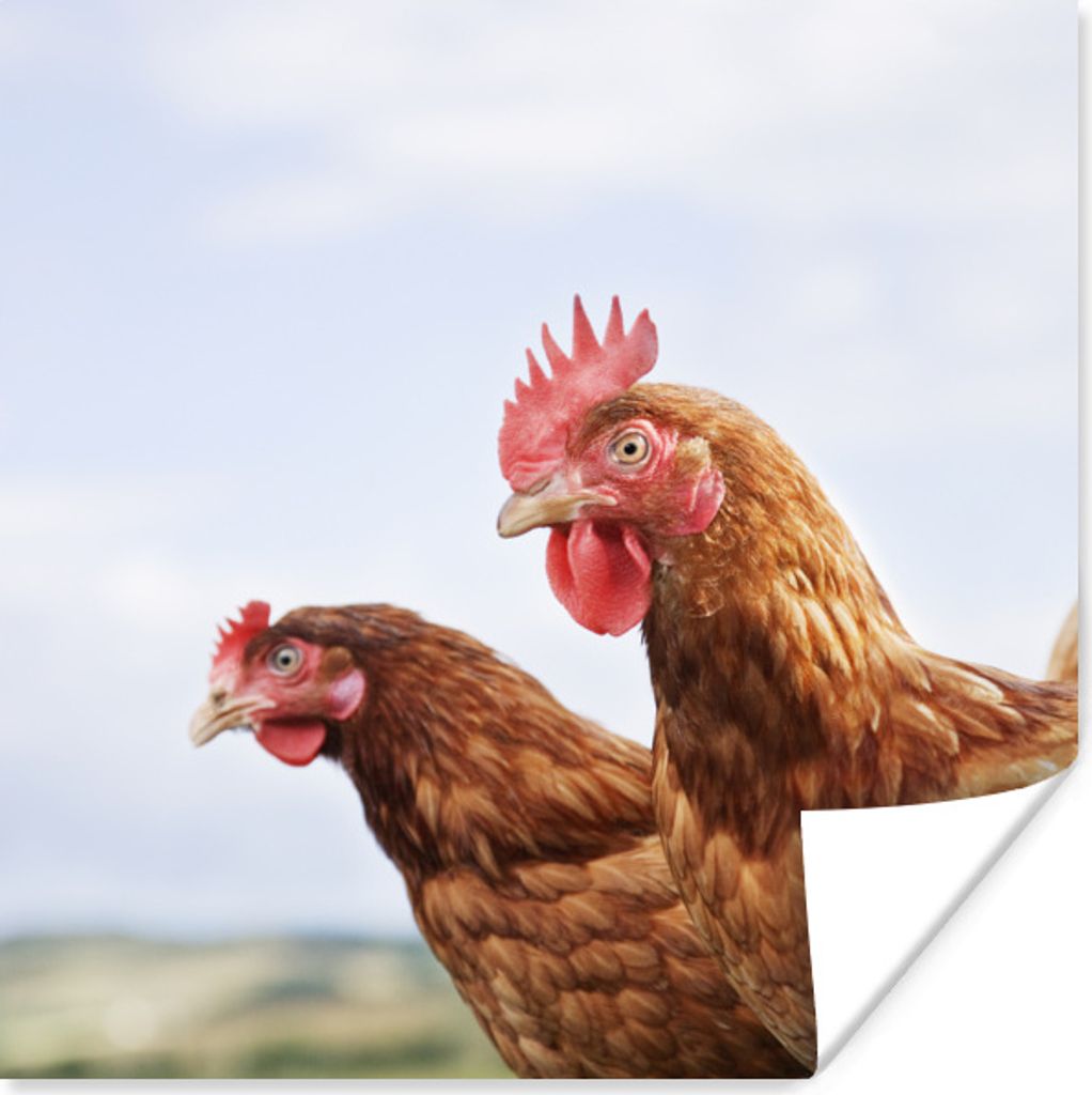 MuchoWow Poster Nahaufnahme von zwei Hühnern 100x100 cm - Babyzimmer