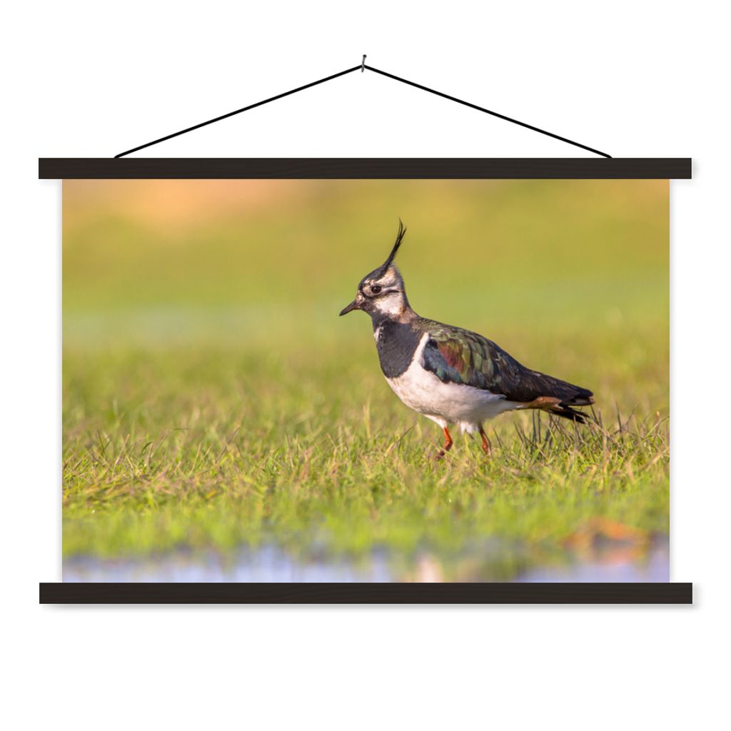 MuchoWow Textilposter Vogel - Gras - Natur - Tiere - Kiebitz 60x40 cm mit schwarzem Rahmen - Hölzernes