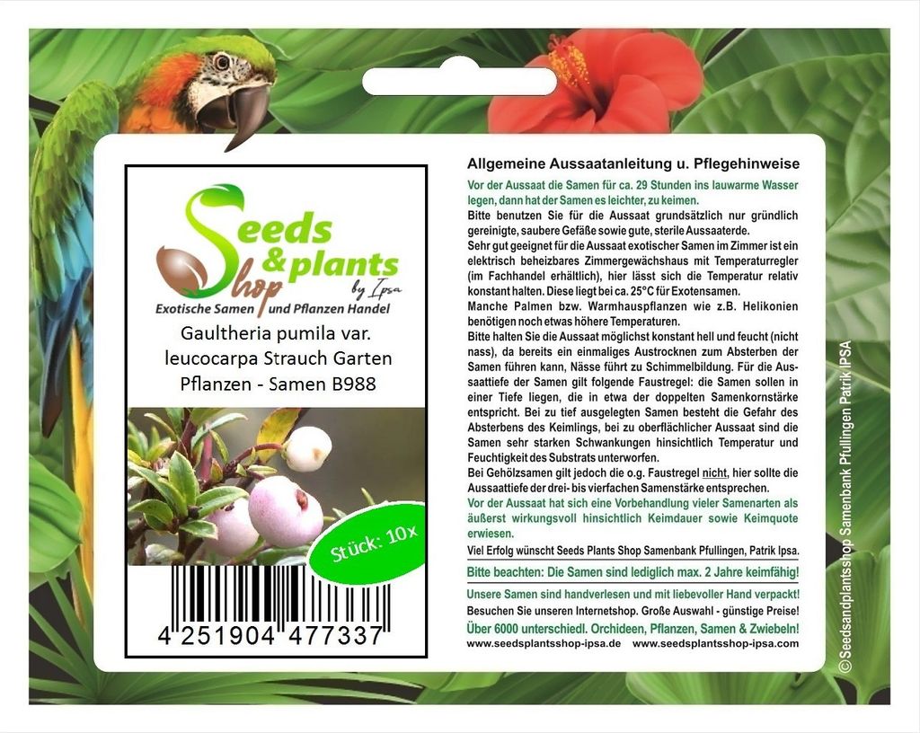 10x Gaultheria pumila var. leucocarpa Strauch Garten Pflanzen - Samen B988
