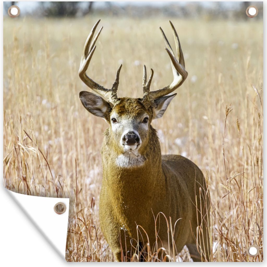 MuchoWow 50x50 cm Outdoor-Poster Gartendeko Sichtschutz Garten Poster für den Garten Hirsche - Gras - Herbst - Tiere - Natur - Geweih