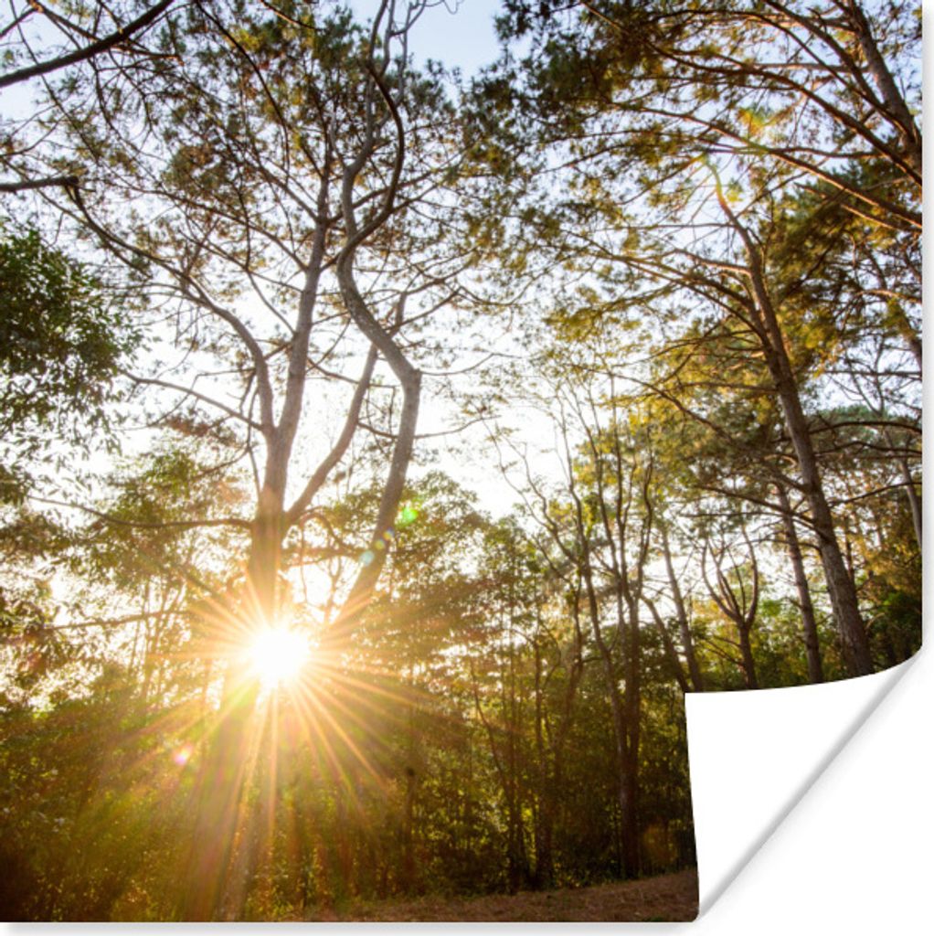 MuchoWow Poster Die Sonne geht zwischen den Bäumen im Wald des Phu Hin Rong Kla-Nationalparks auf. 100x100 cm - Babyzimmer