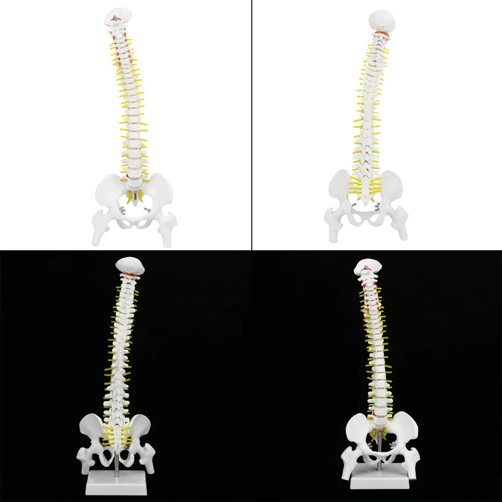 Modèle Anatomique de Colonne pour Cabinet de Kiné et École de Médecine