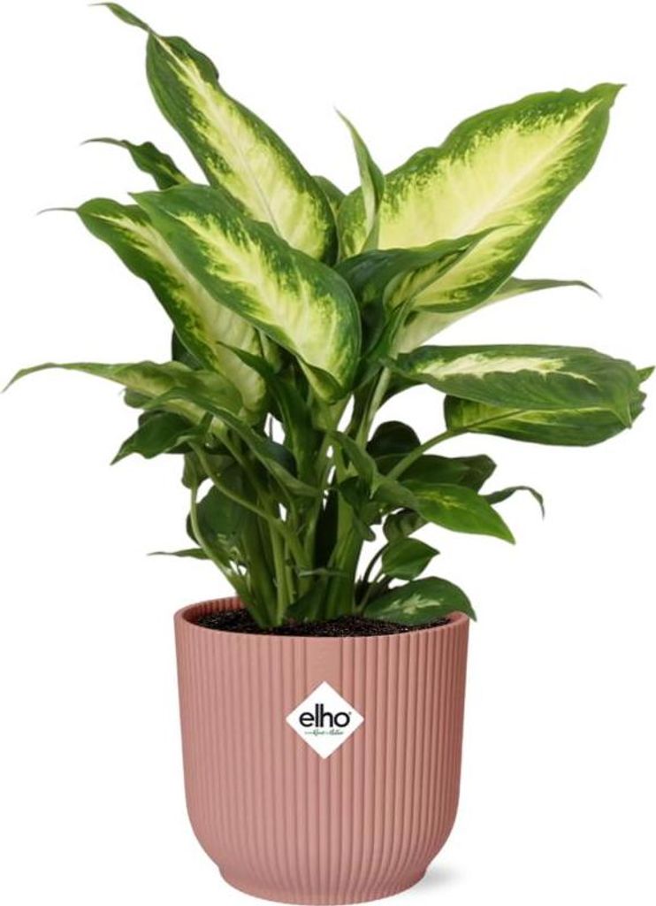 Dieffenbachia Camilla 14cm Luftreinigend tropisch Pflegeleicht Zimmerpflanze