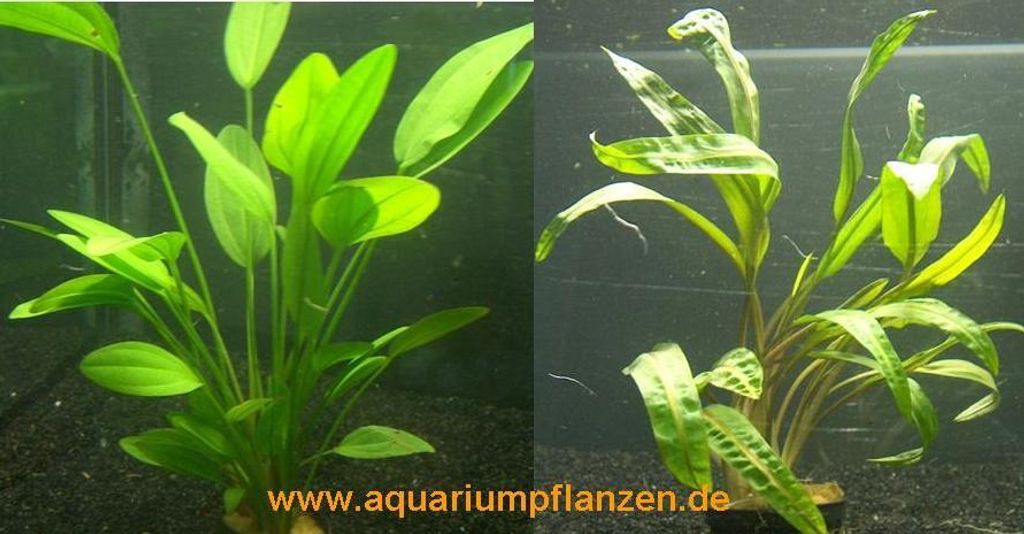 1 Topf Echinodorus + Topf Cryptocoryne, Aquarium