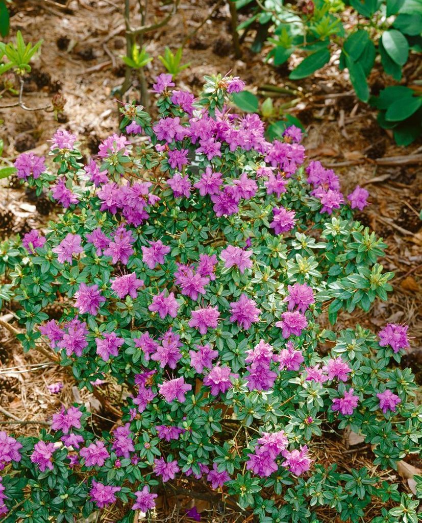 Rhododendron prostratum, kriechend, 20–25 cm