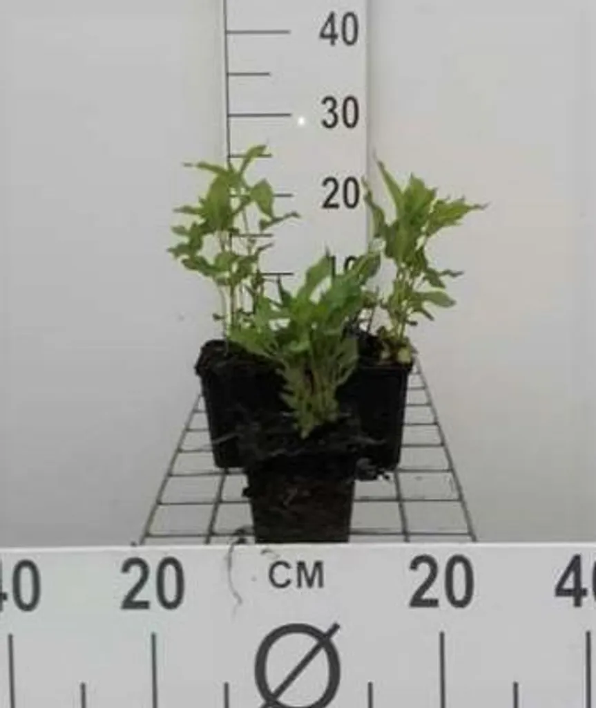 Plante vivace Monarde blanche Snow White - Ortie indienne lot de 6