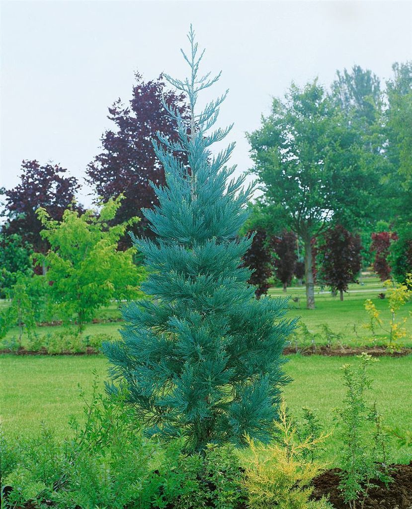 Sequoiadendron giganteum 'Glaucum', Mammutbaum, blaugrün, 60–80 cm